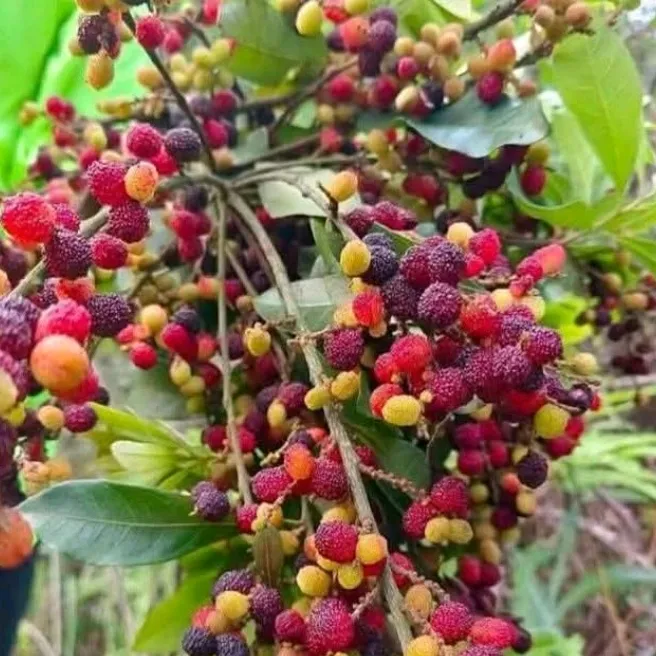 jiya.xettry