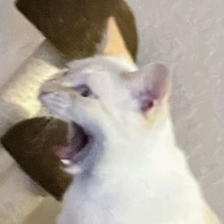 stonehandttv