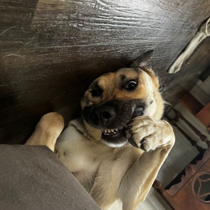 stinkyshlawg