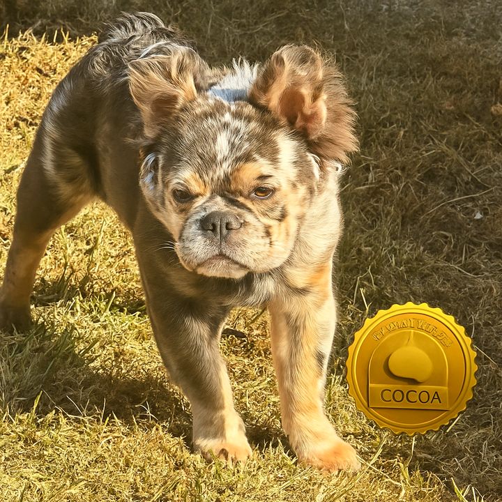 @luxuryfrenchiesby