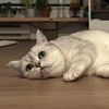 riceballmeow88