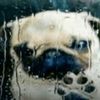 drowningunicorn