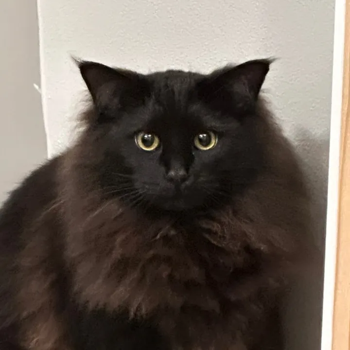sterling.the.cat