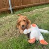 goose.golden.dood