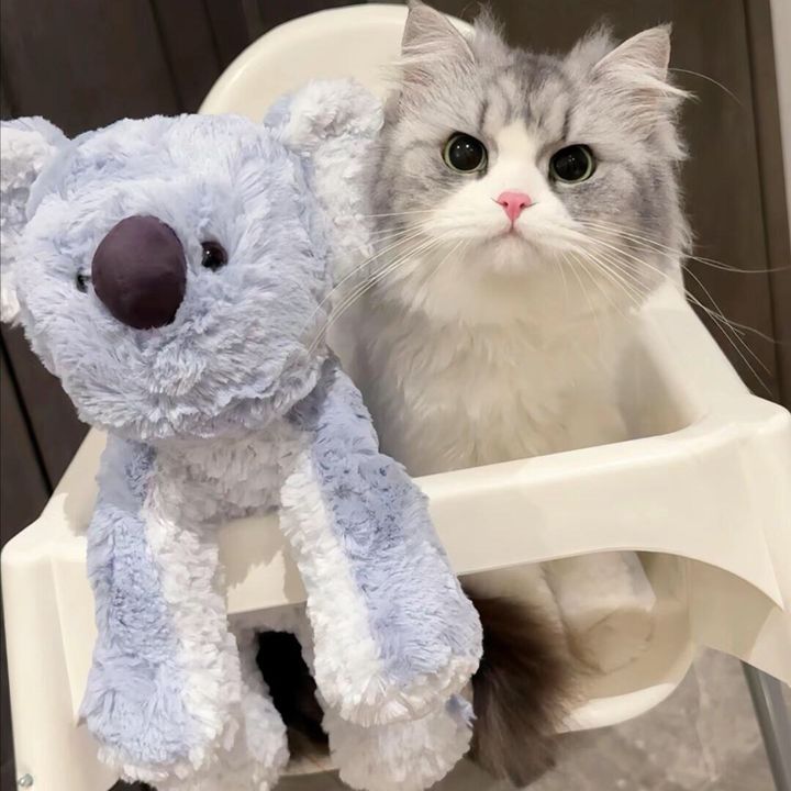 kitten6725