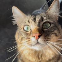 rileythefloofandfriends