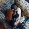finnegan.the.dachshund