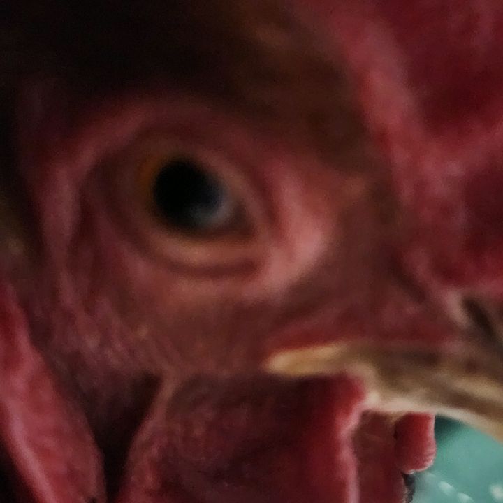 cookiechik89