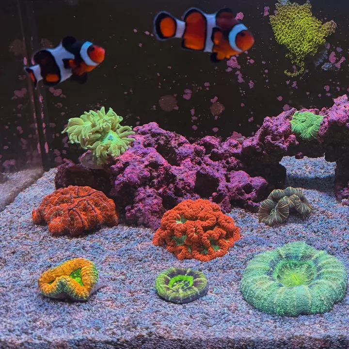 @reeftok