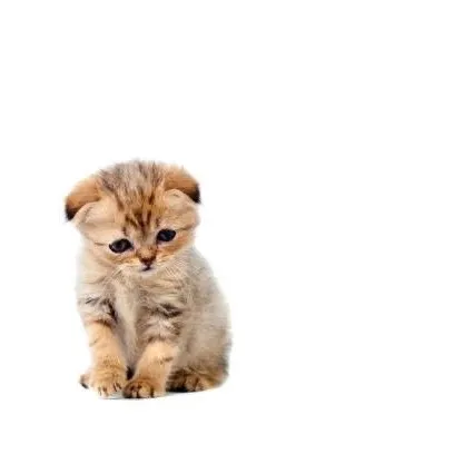 burgercat15