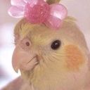 @glitter_bird_bird
