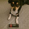 nintendolucky