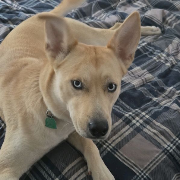 bella.the.pup57