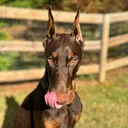 @_nalathedoberman