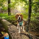 @kaiya.blue.beagle