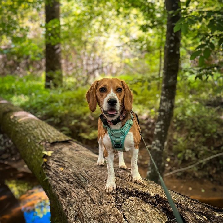 kaiya.blue.beagle