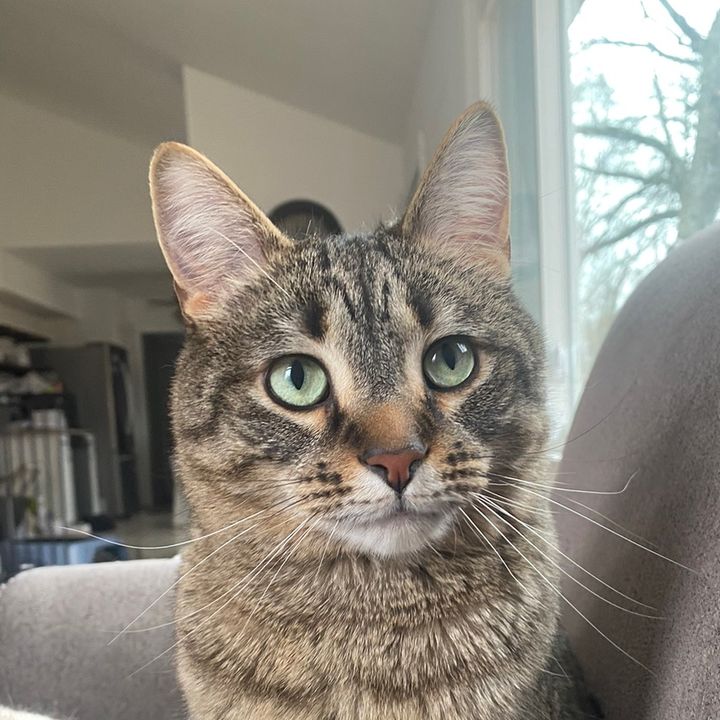 @kovuskitties