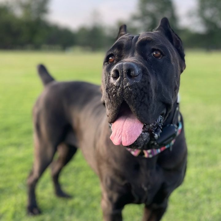 boothecanecorso