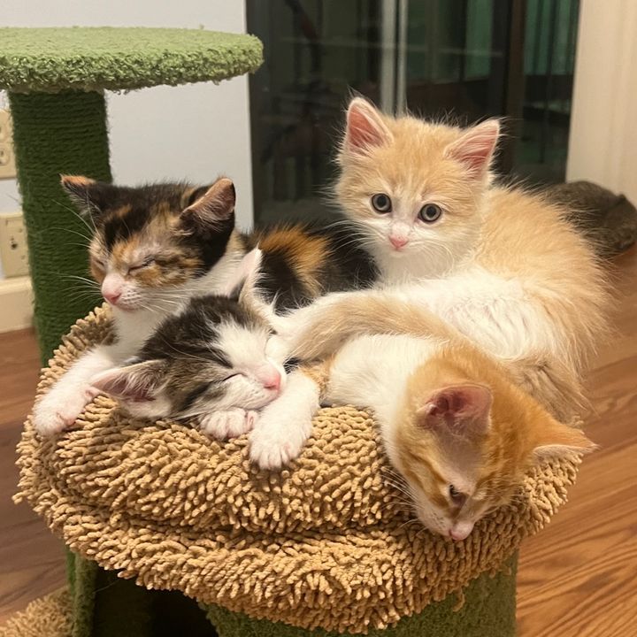 toebeansinc