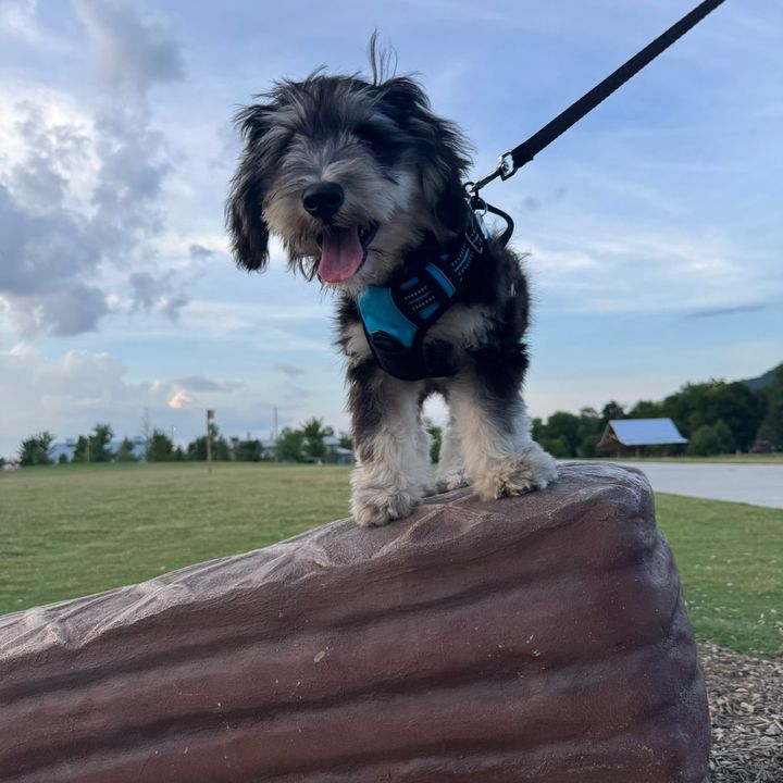 louie.lookout